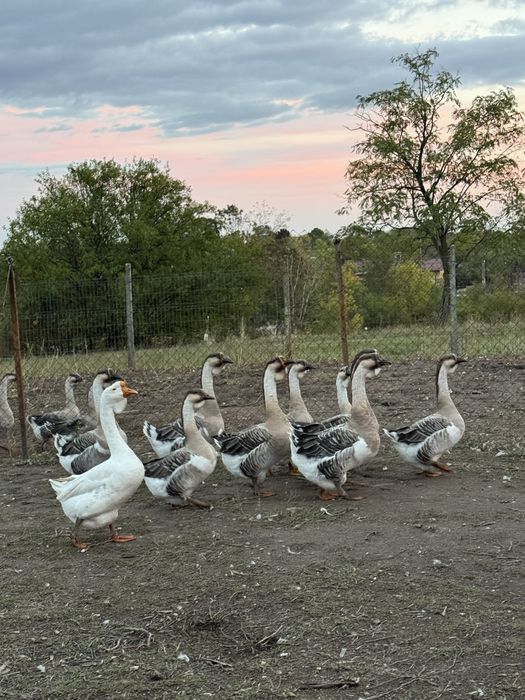 Vand gâste leșești, scoase in primavara!