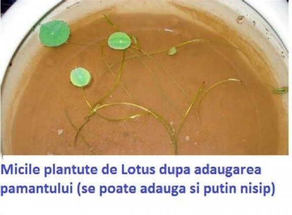 Patru 4 tipuri seminte Lotus - roz, alb, albastru, roșu