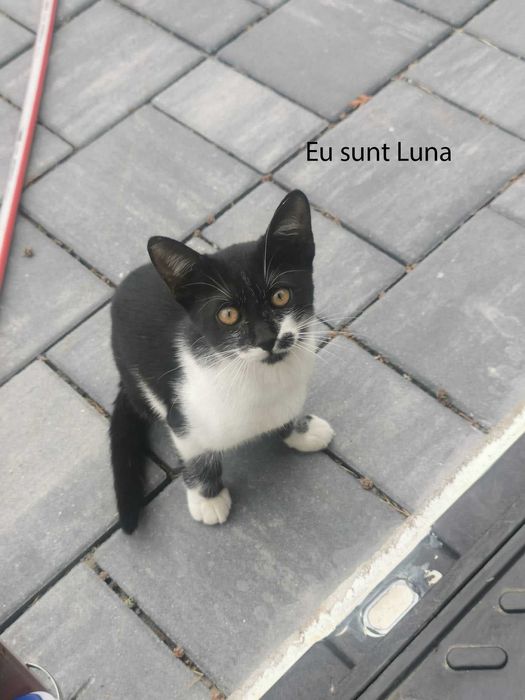 Donez pui pisica in Arges, Adoptie pisici Arges
