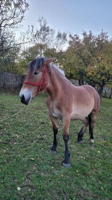 Cârlană de vânzare