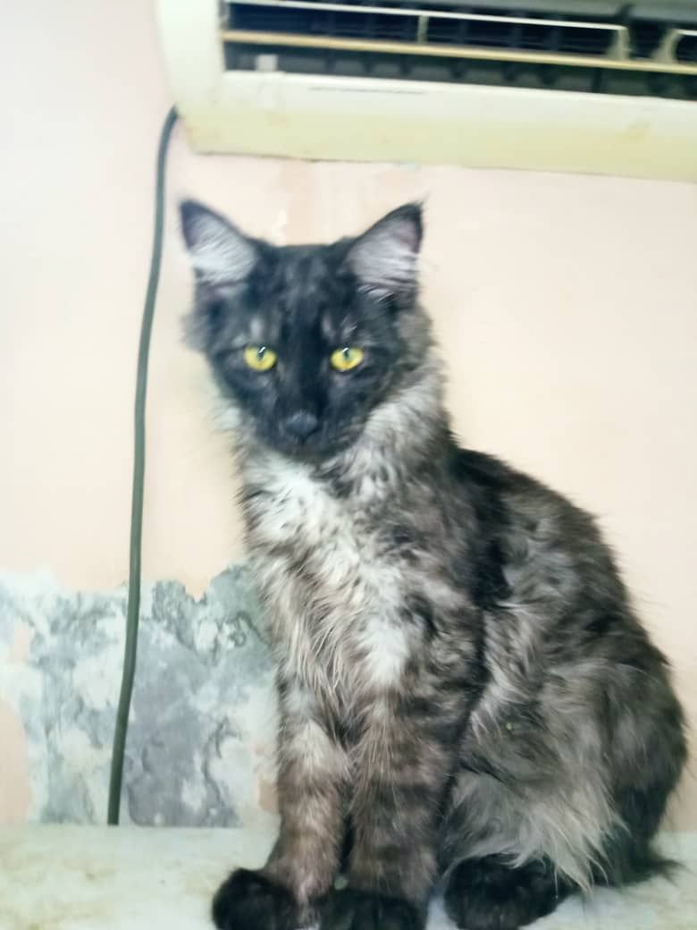 Продам котика Мейн--куна в хорошие руки