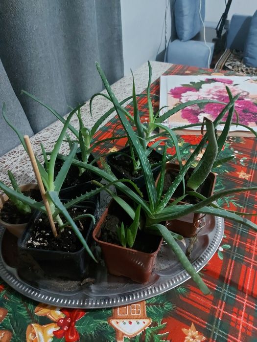 Продам растение АЛОЭ