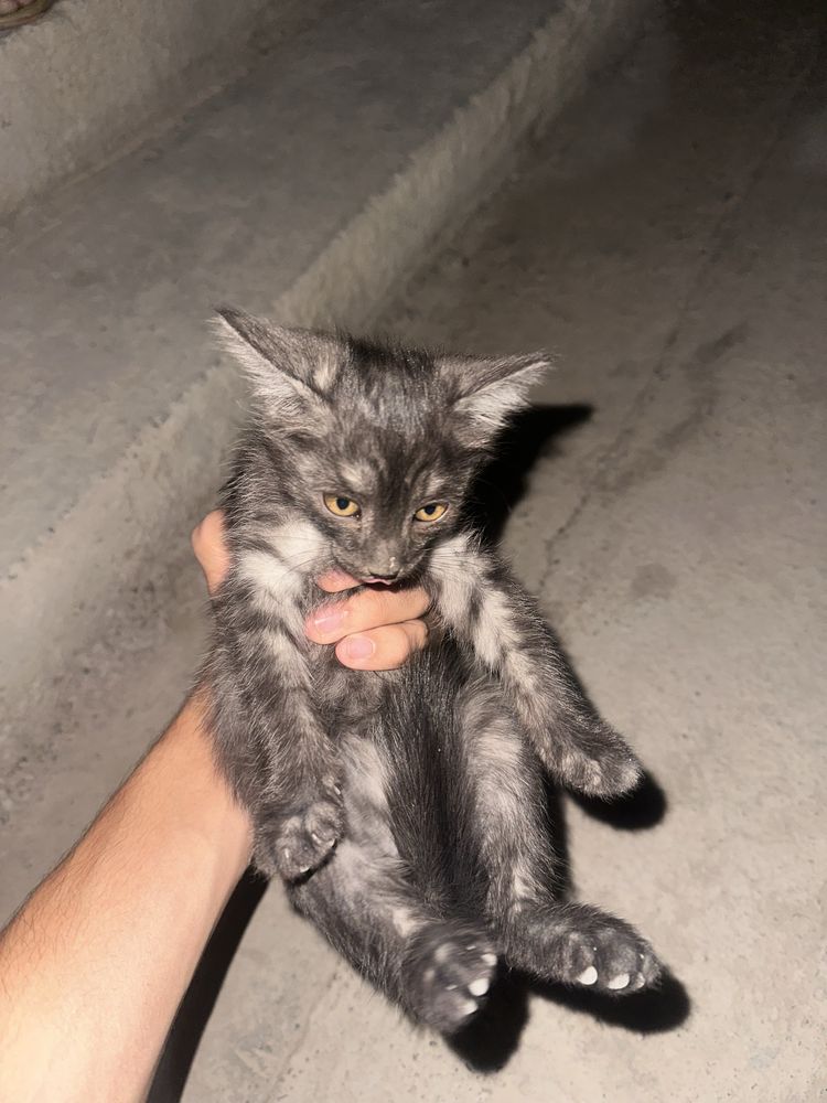 Кот отдам даром