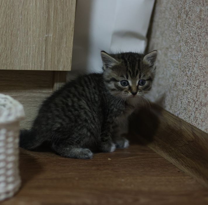 Котёнок ищет дом