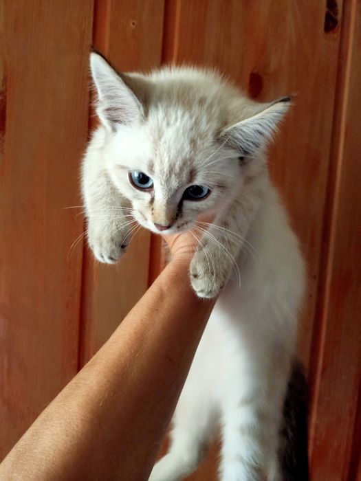 Ищет дом котёнок