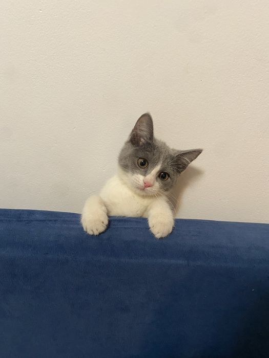 котик 3,5 месяцев