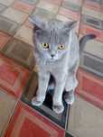 British Shorthair mushugi sotiladi