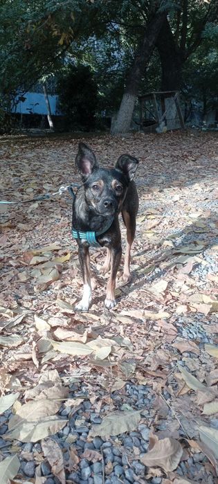 Отдам даром щенка