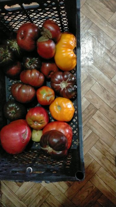 Домашние помидоры.  Бычье сердце.  Доставка по Югу