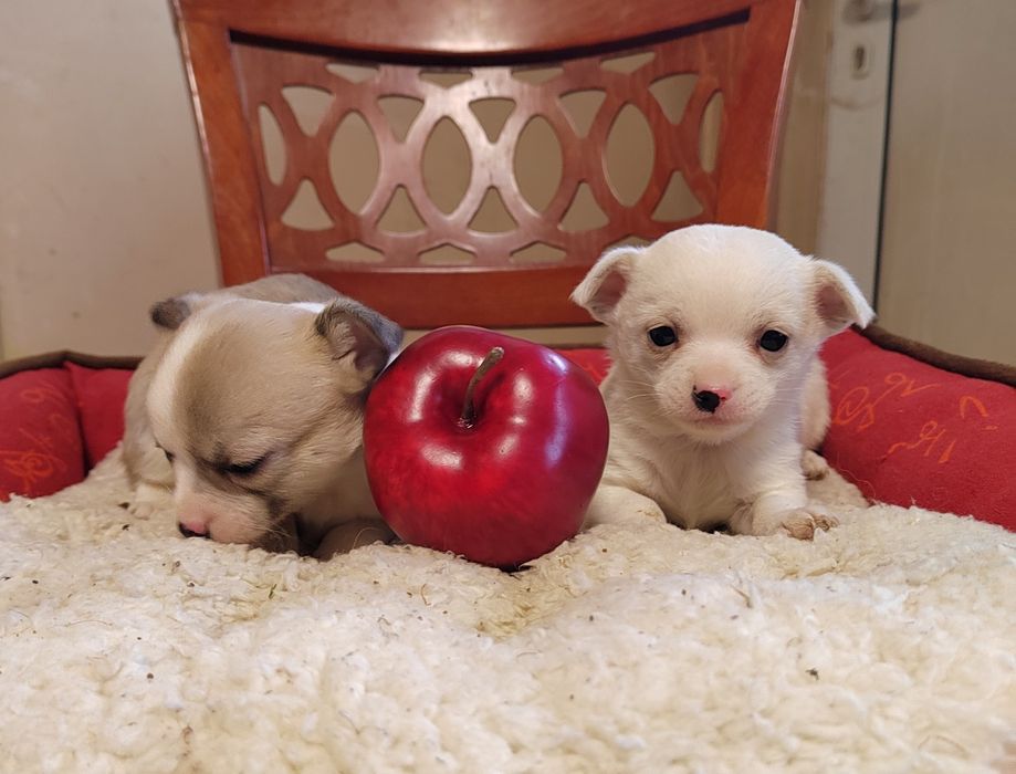 Чихуахуа мини  чихуа