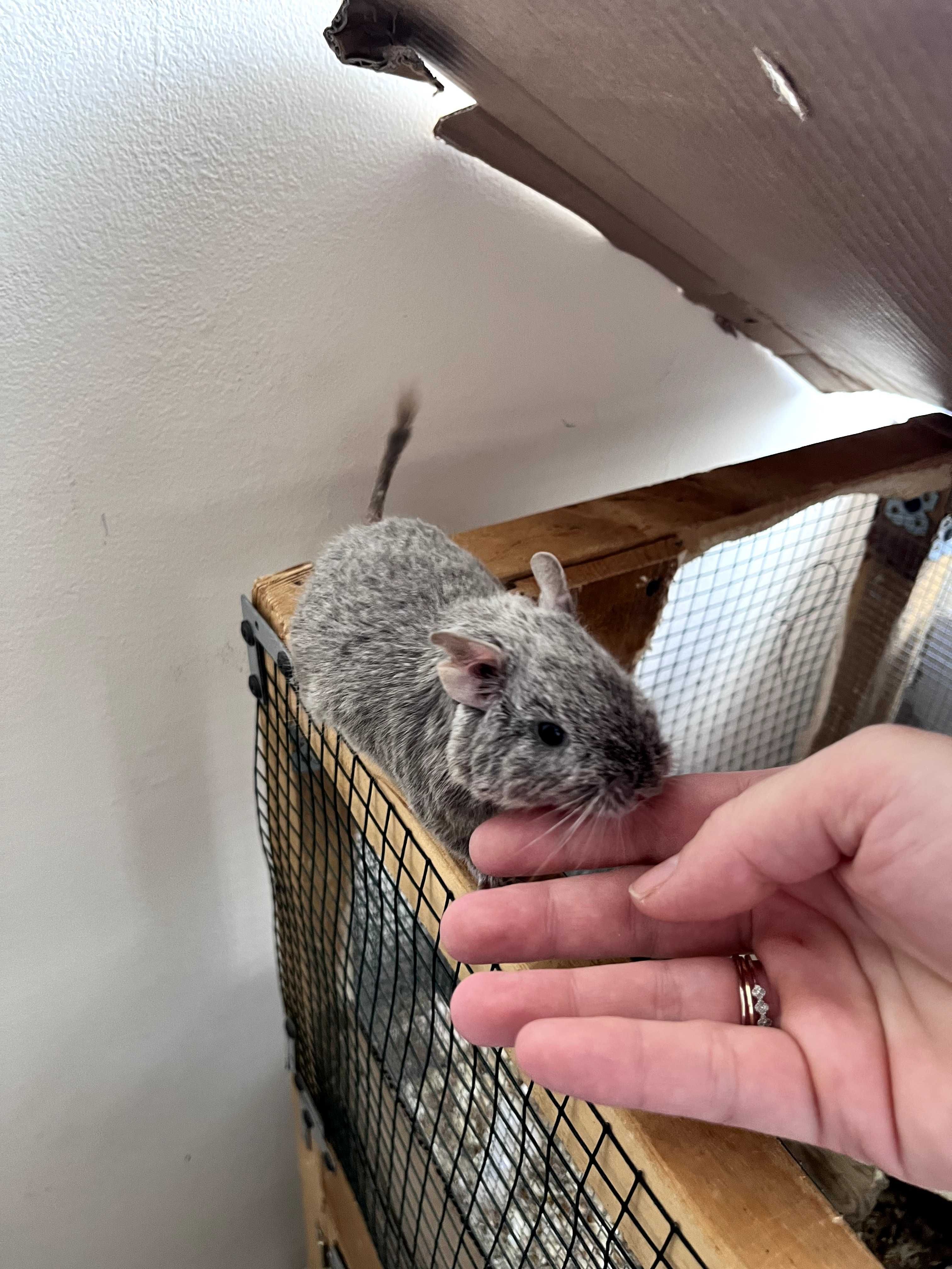 Чилийски катерици дегу (Chilean Degu squirrels) Giving away