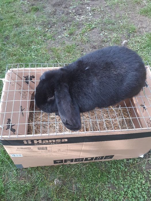 Vănd iepuride rasă masculi