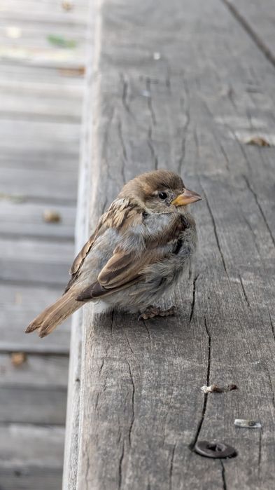 Ofer servicii de îngrijire păsări de apartament/ Pet sitter