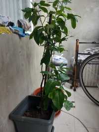 Плодно лимоново дърво на 5 години