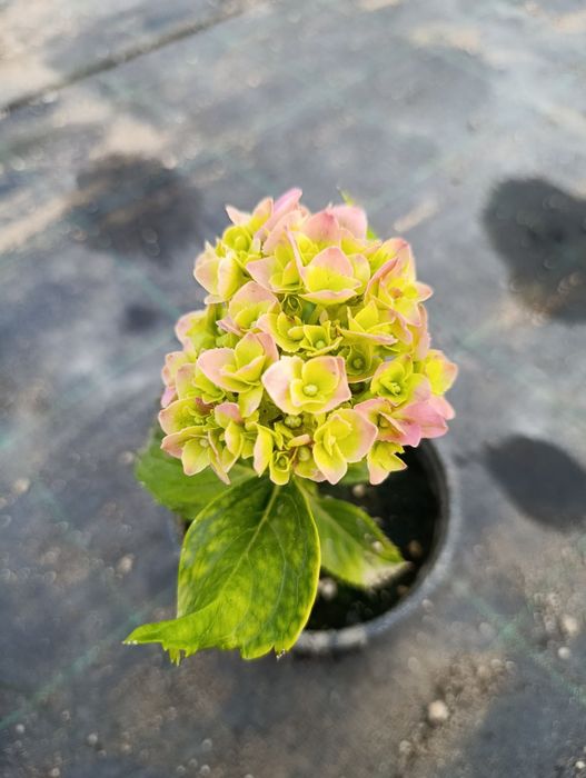 Хортензия за Слънце и сянка