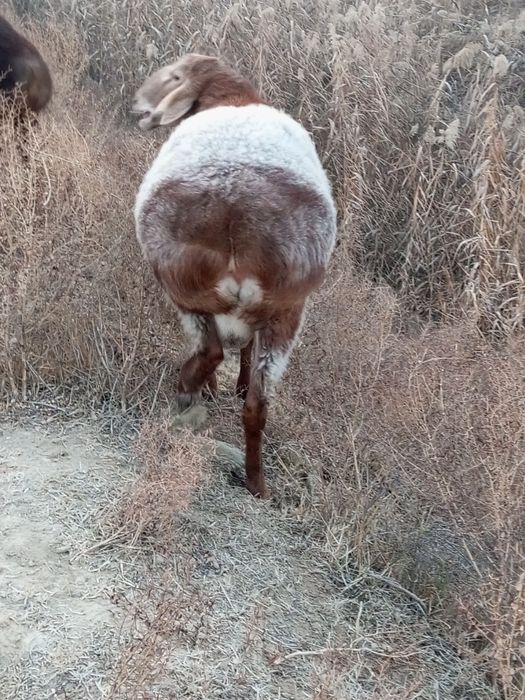 Пародистый баран.
