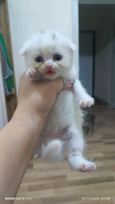 Продаются котята от правильной вязки