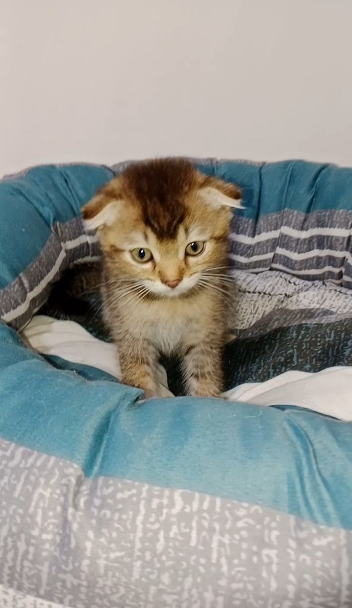Вислоухий котёнок