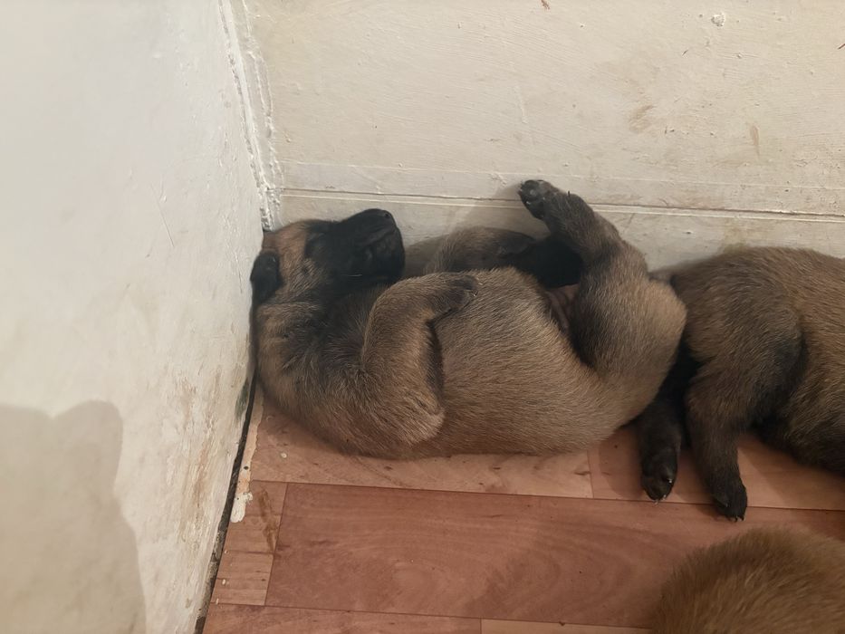 Продам щенят Бельгиская овчарка