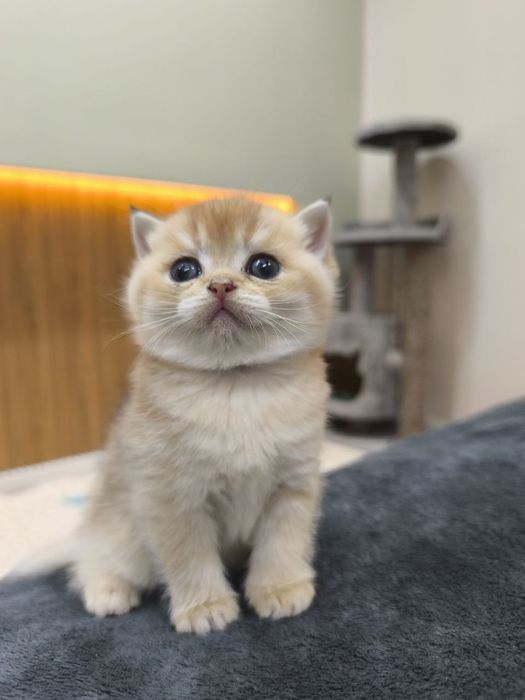 Котята золотая шиншилла
