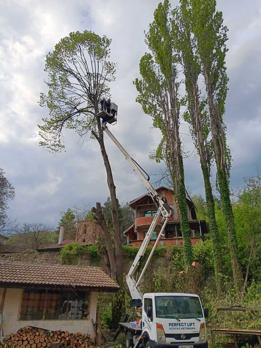 Рязане, кастрене и премахване на опасни и високи дървета
