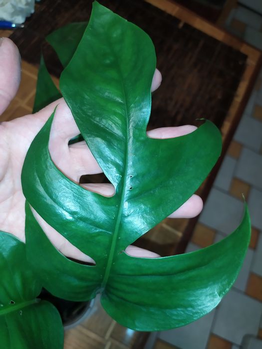 Монстеры- растения комнатные