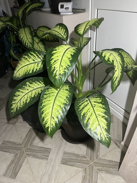 Floare ornamentală Dieffenbachia