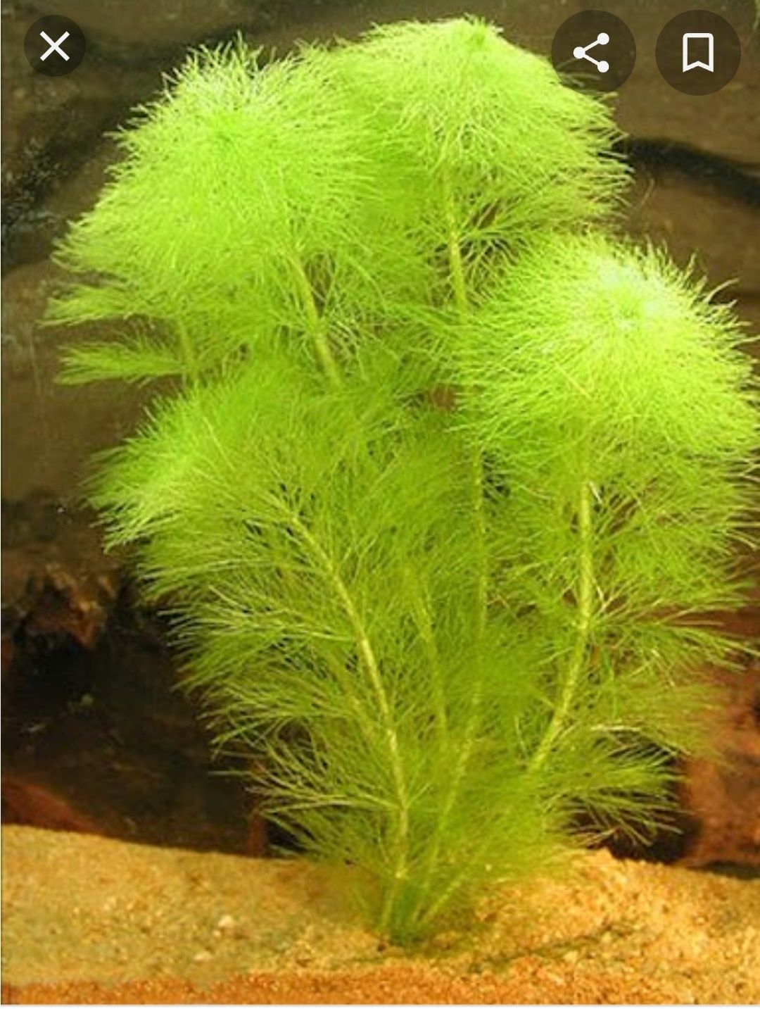 Амбулия, аквариумное растение