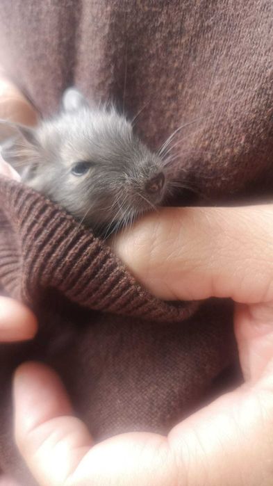 Donez pui veverite Degu