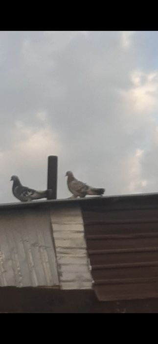 Голуби турецкая такла молодеж