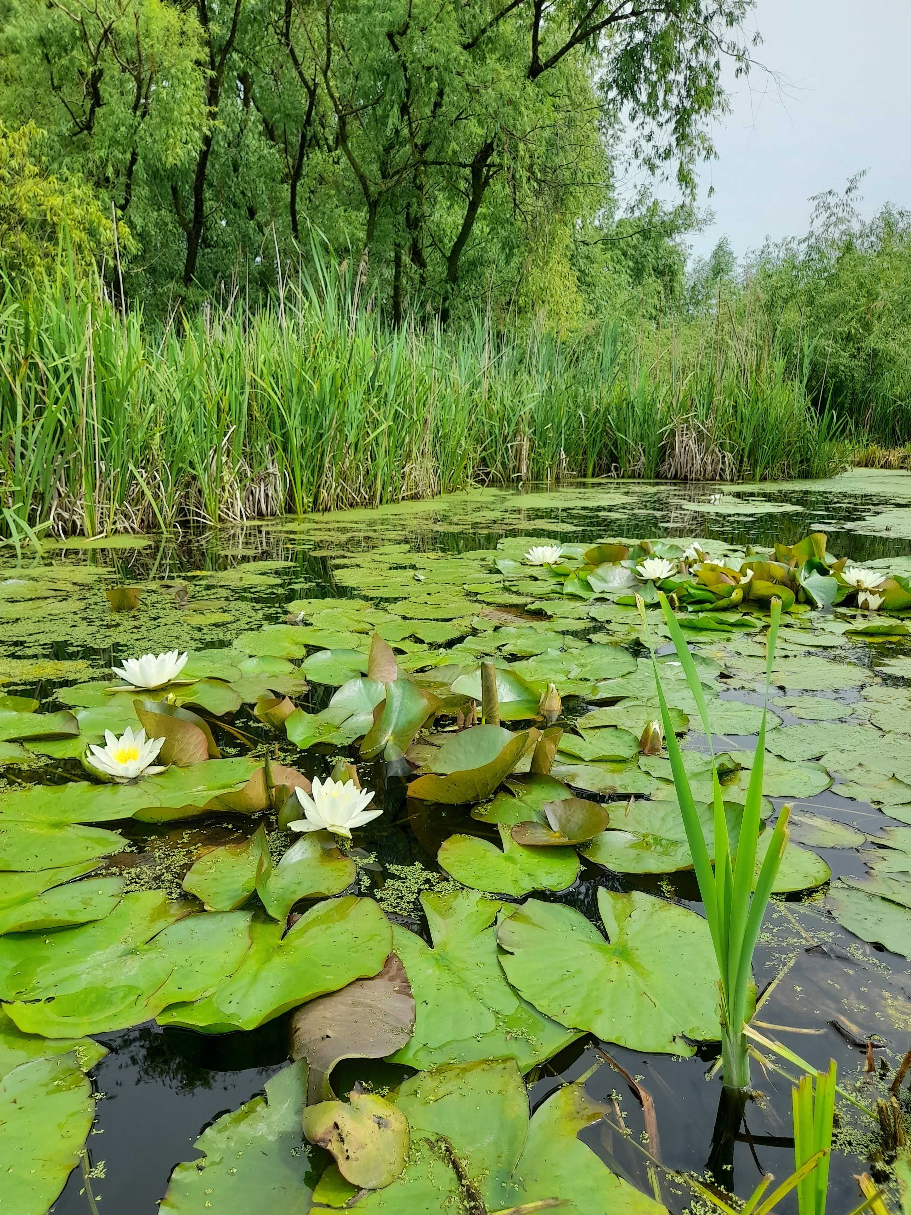 nuferi albi pentru iaz.