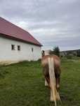 Vand o iapa blonda