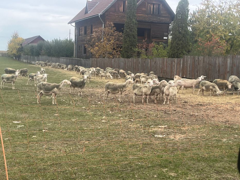 Oi Lacaune de vânzare