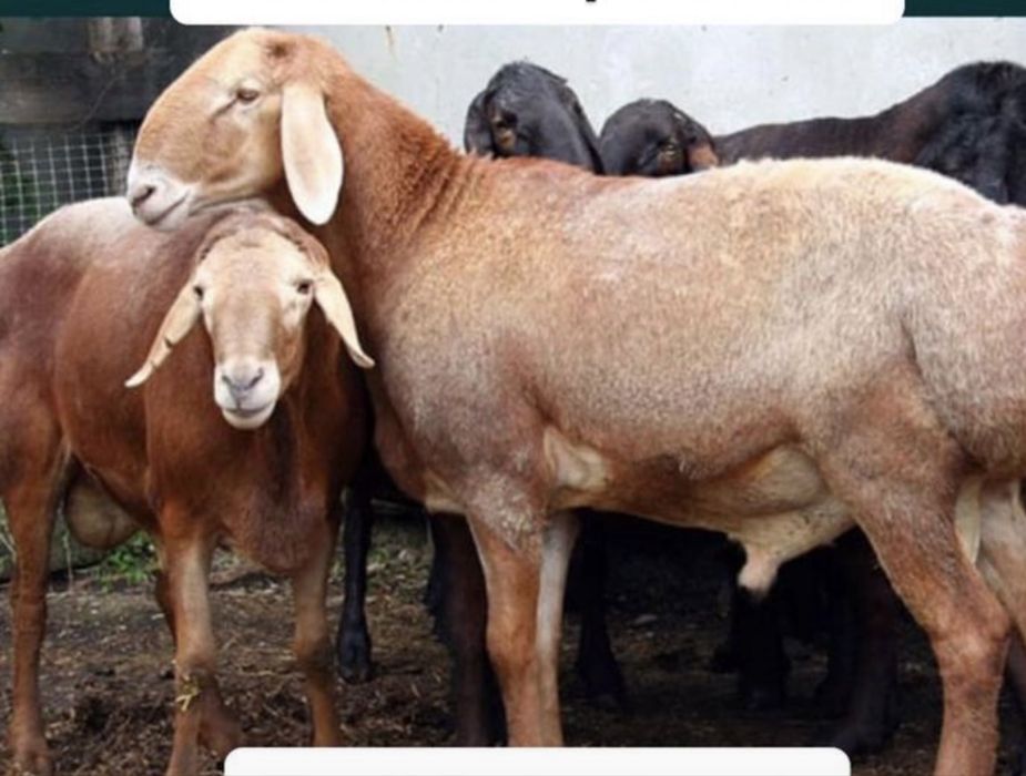 Кошкар кой баран семыз оте семыз жем де турхан семыз кой кошкар бараны