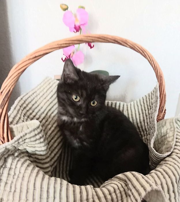 Очаровательный котёнок ищет ответственных котородителей