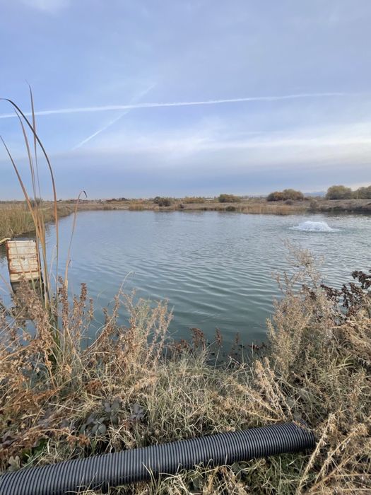 Продается Рыб хоз (готовый бизнес)