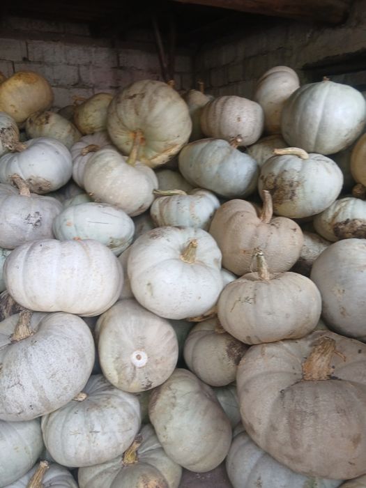 Vând dovleac  dulce