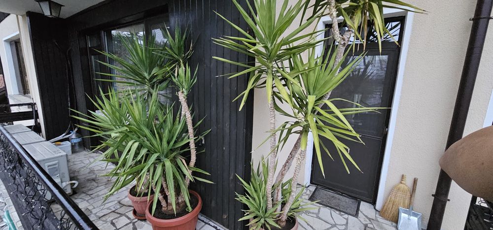 Слонска Юка 20 годишни