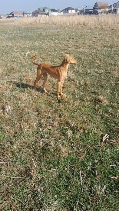 Тазы сатылады ургашы еркек