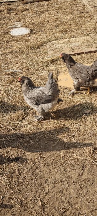 Zottor ho'roz 200ming va tovuqlar 150 mingdan