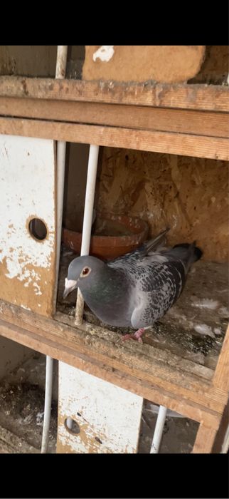 Matca porumbei voiajori