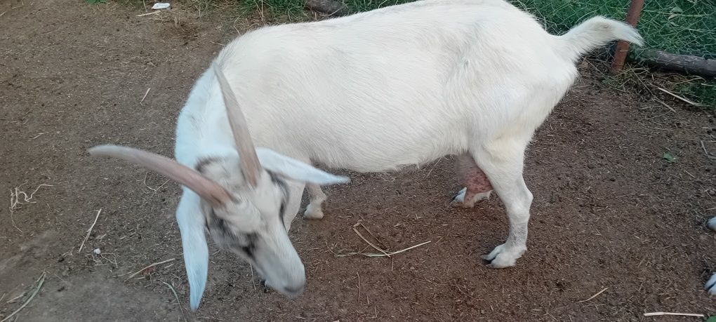 Vând capra saanen a 3 fătare