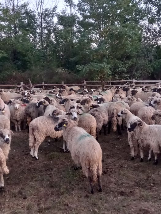 Oi noatini și berbeci 430 lei
