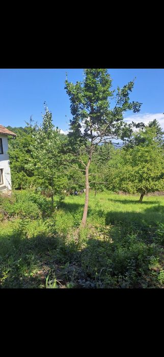 Дворно място в с. Ново Бърдо