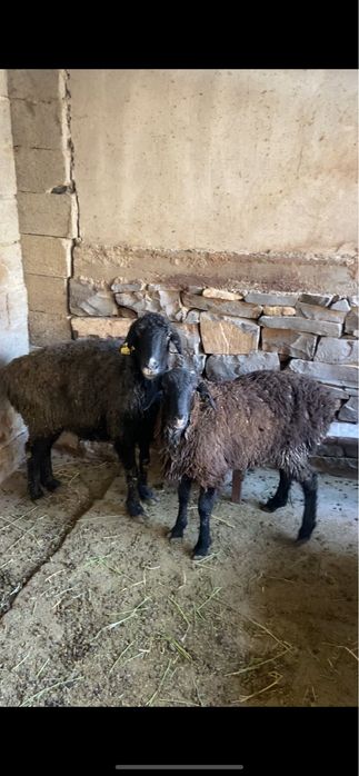 1 бас қой 1 бас еркек қозы