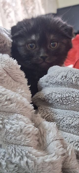 Котенок скотиш фолд