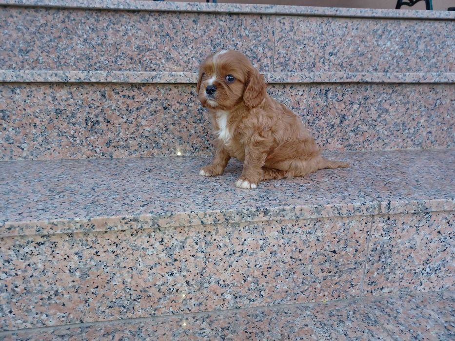 Cavalier King Charles Spaniel