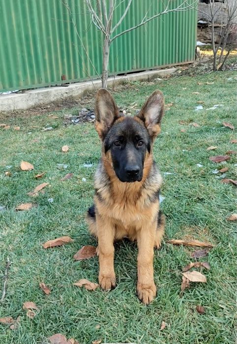 Элитный щенок  Немецкой Овчарки