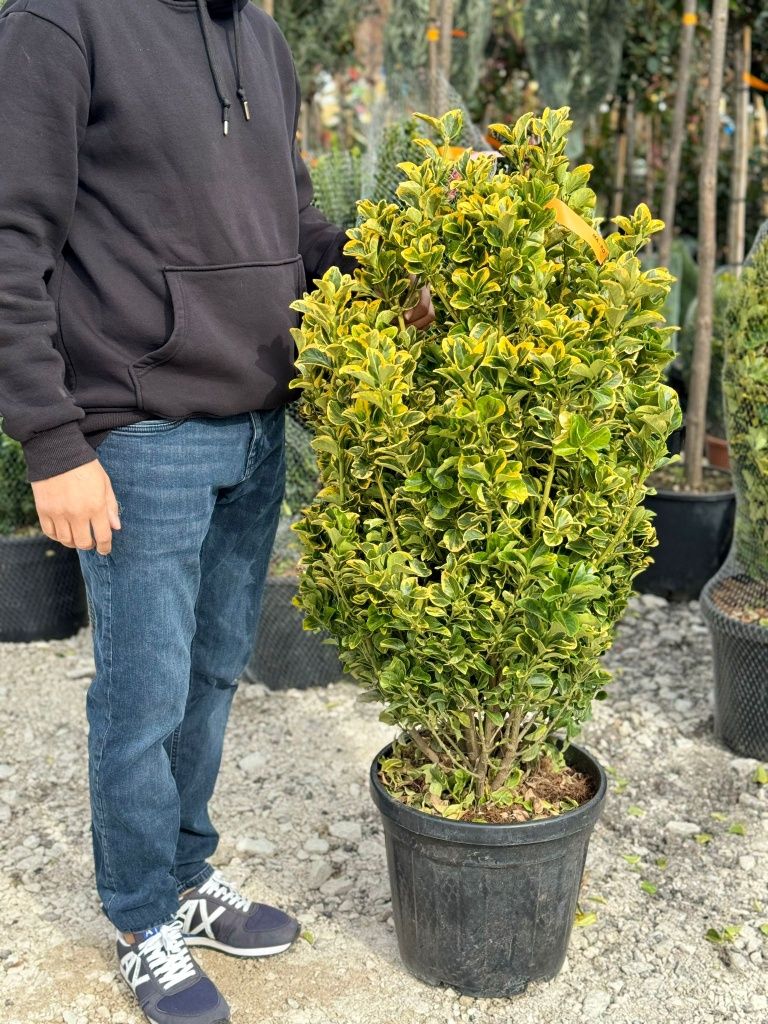 Cupressus Leylandii,  gard viu vede si iarna, tuia, sempervirens, tei