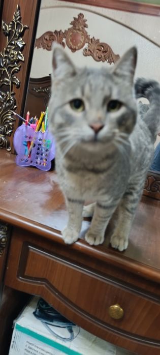 Мушук сотилади 1йош